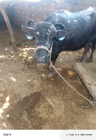 थंबनेल 3