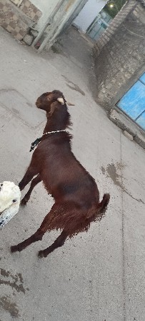 બકરો વેચવાનો છે