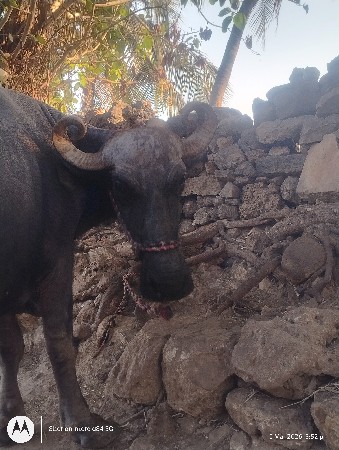 ભેંસ વેચવાની છે