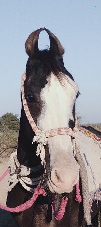 ઘોડીવેચવાની છે સાટૂ પણ કરવાનુછે