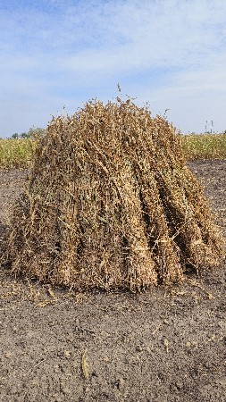 સાર વેસવાની છે.