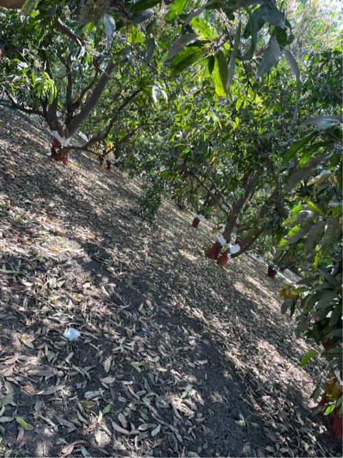 આંબા નો બગીચો દેવાનો છે