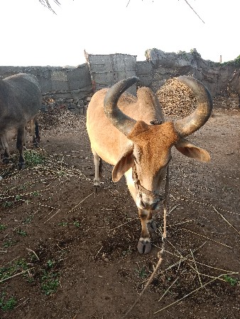 થંબનેલ 2