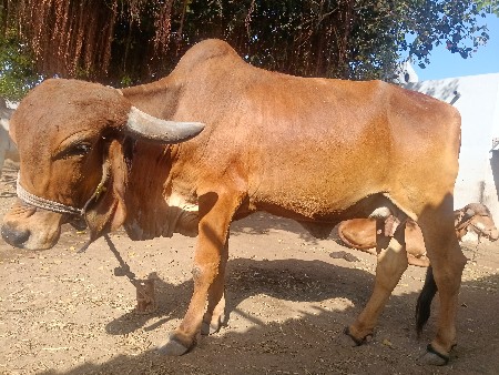 थंबनेल 2