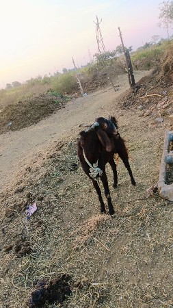 थंबनेल 3