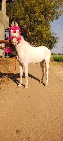 વેચવાનું છે