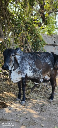 थंबनेल 3