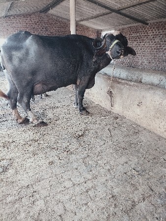 તીજુ વેતર છે