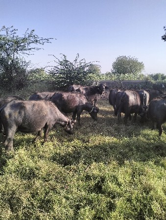 થંબનેલ 2