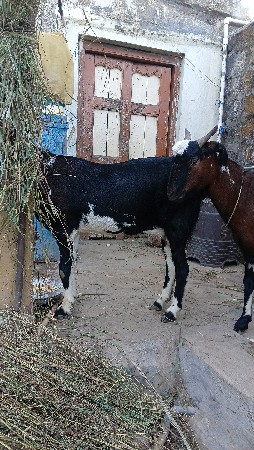 be bakri 1 vetar nniane 1bakaro