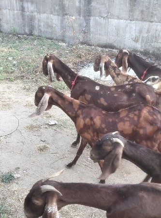 rajstani gabhan bakri