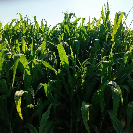 સારો વેચવાનો છે