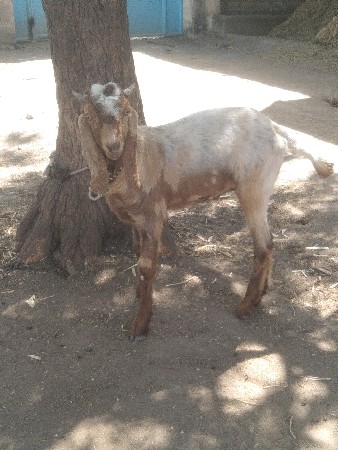 બકરો. દેવાનો. છે