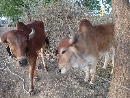 थंबनेल 3