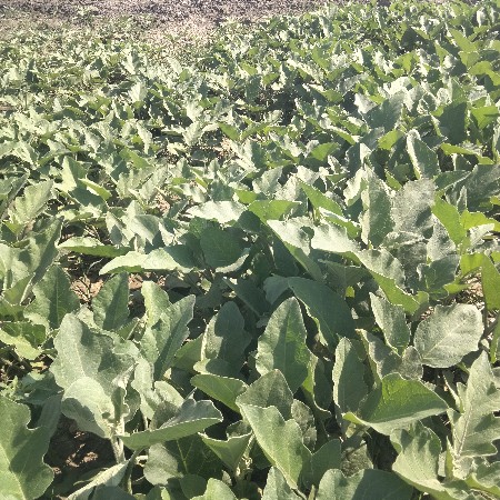 દેશીમોરપીશ