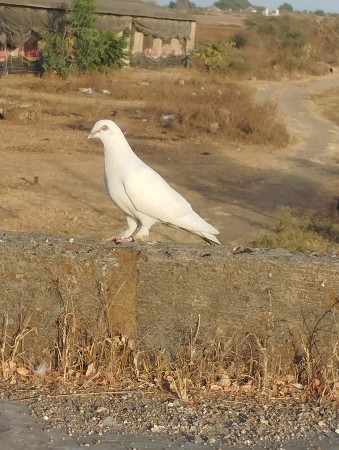 થંબનેલ 2