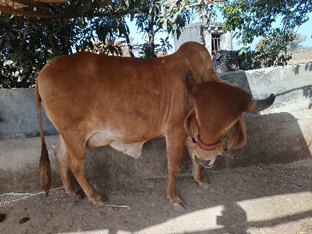 થંબનેલ 3