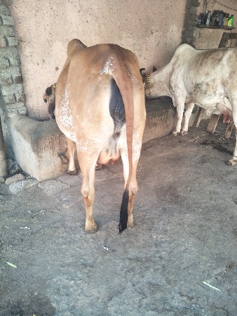 ગાય વેચવાનીછે મઇનાદીનીવારછે