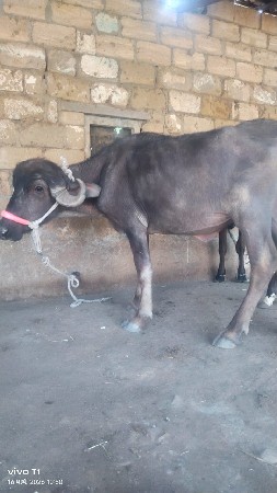 ખડેલી ના સાટા મા ઘોડી