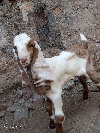 થંબનેલ 3