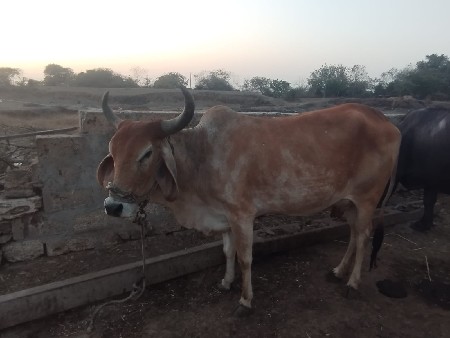 ગાય આપવા ની છે