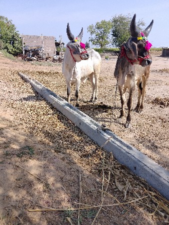 थंबनेल 3