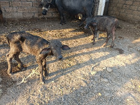 थंबनेल 2