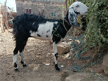 વેચવાની છે