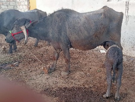 थंबनेल 3