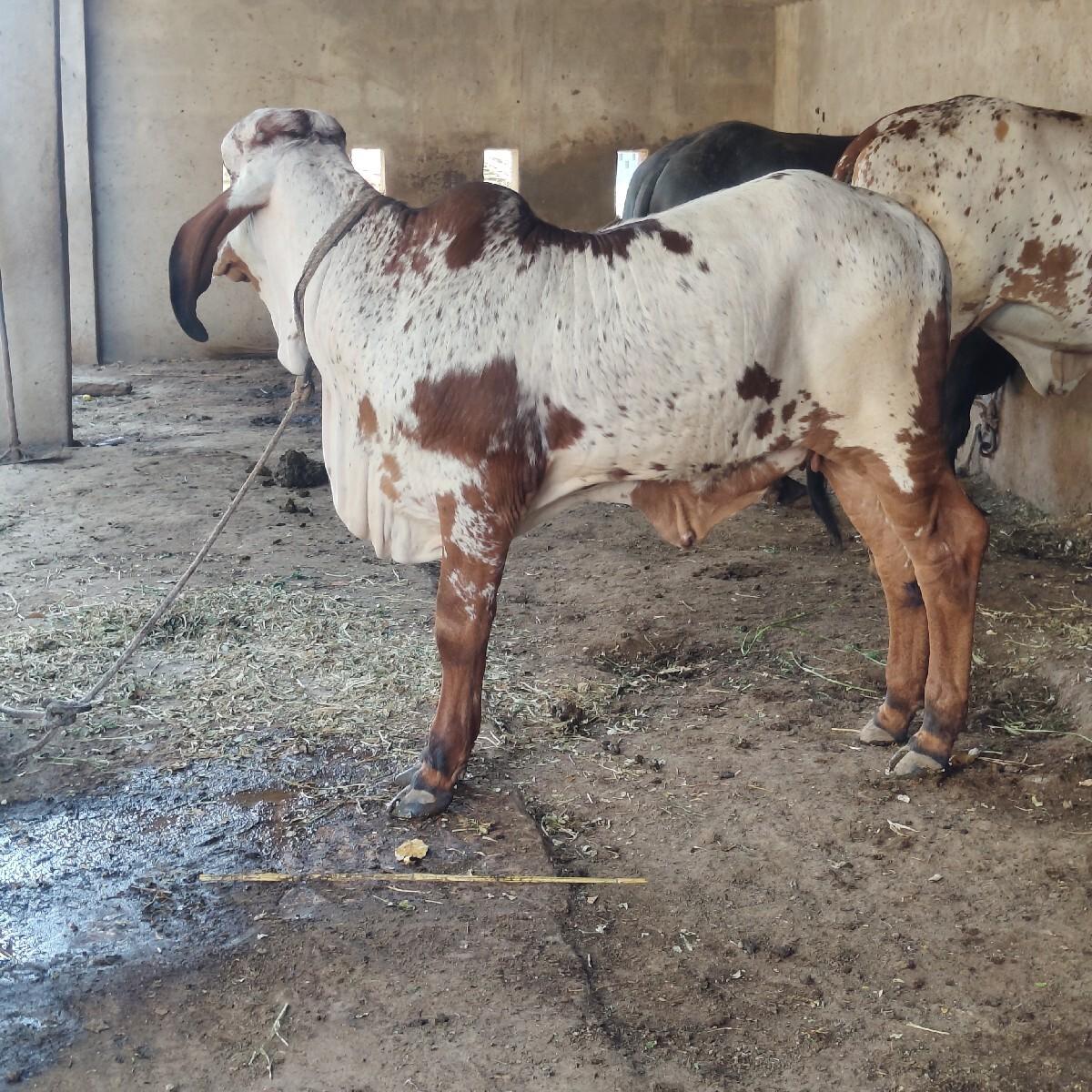 थंबनेल 2