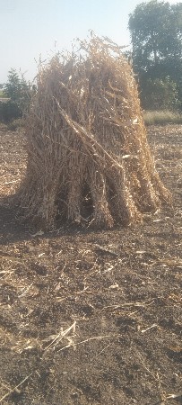 જુવારની નિર્ણય વેચવાની છે