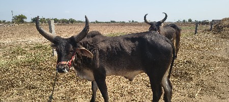 थंबनेल 3