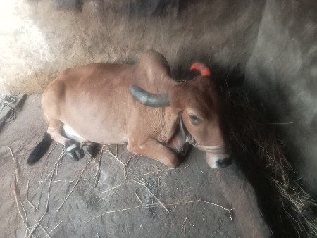 थंबनेल 2