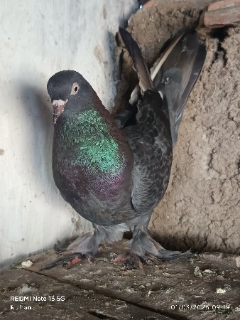 માદી ના શાટાકરવાનાછે