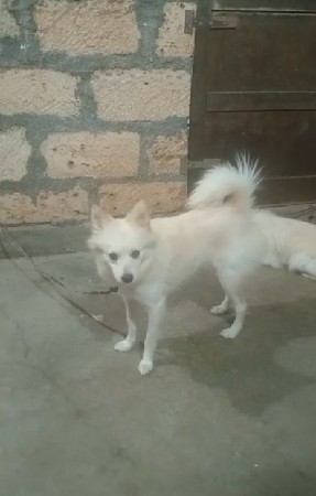 Pomeranian femal