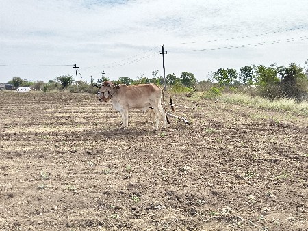 ગોઢલા વેશવાના છે