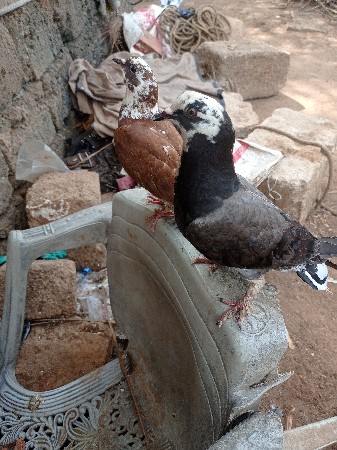 કબુતર ના છે