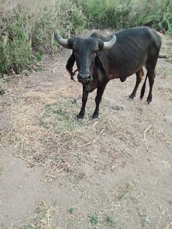 थंबनेल 3