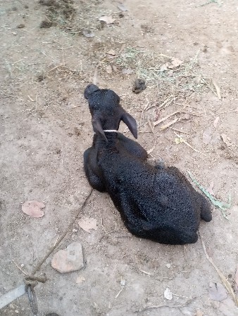 થંબનેલ 3