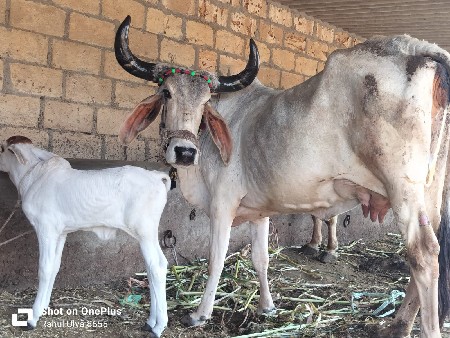 थंबनेल 2