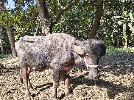 પાડો વેચવાનો છે... જાફરાબાદી