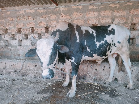 ખુટ વેચવા નો છે hf ઓરીજનલ