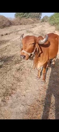 વેશવાની છે