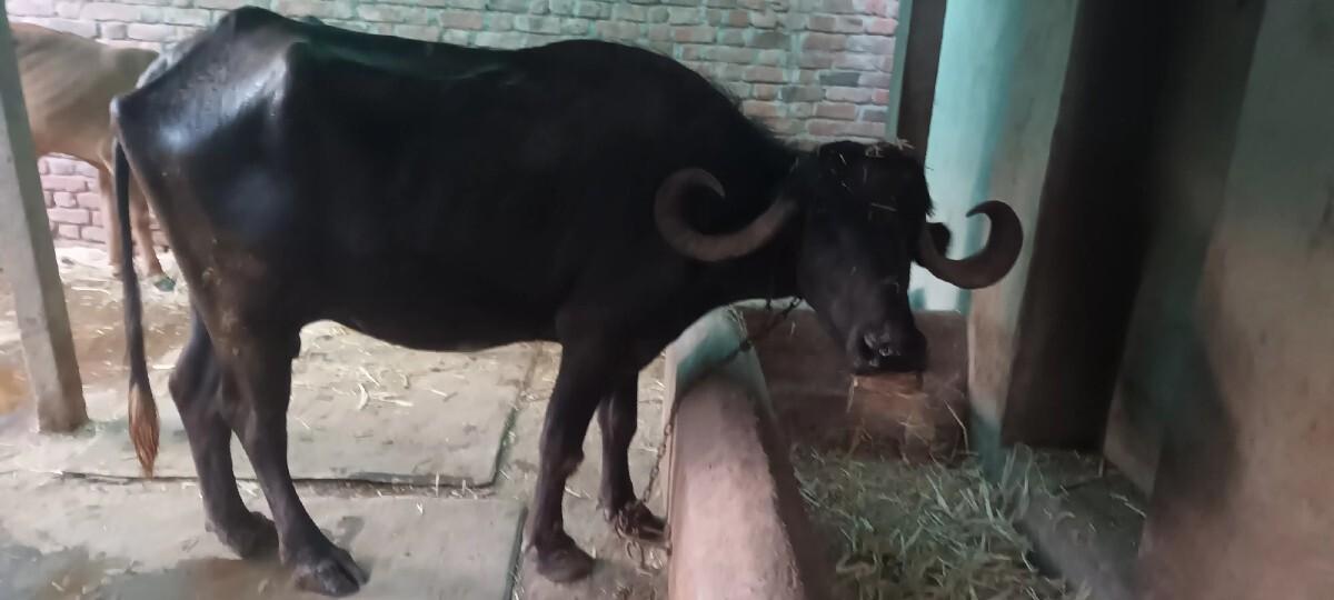 थंबनेल 3