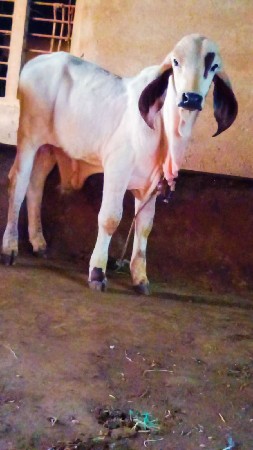 थंबनेल 2