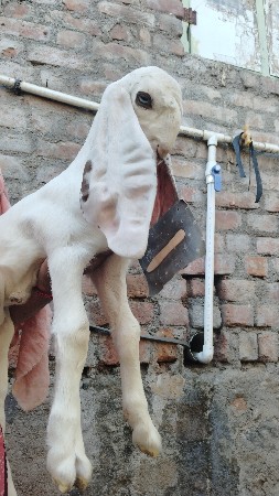 થંબનેલ 3