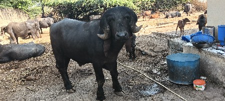 थंबनेल 3