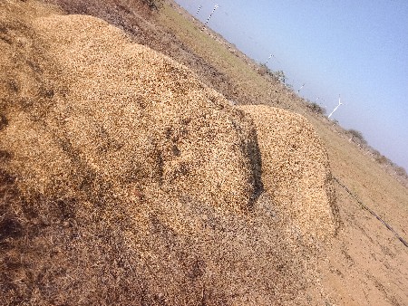 ચણા નૂ ખારિયૂ