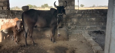 ગોઠવો 1 વાવણી