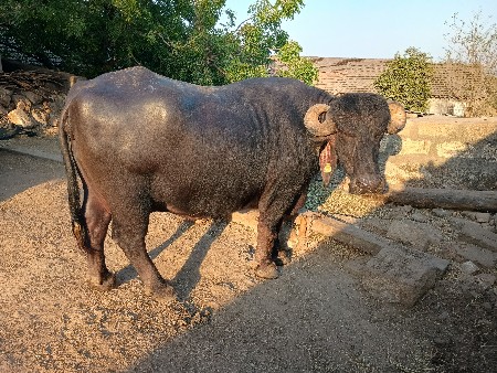 થંબનેલ 3